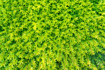 Obraz premium Beautiful green tree for background