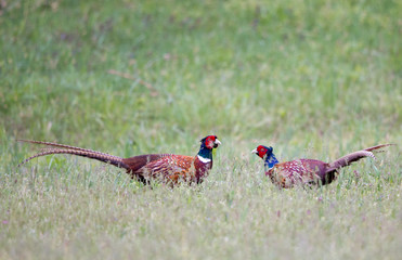 Pheasants fighting in nature