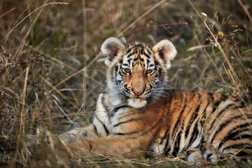 tiger cub in the grass