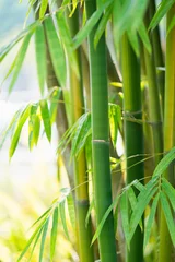 Fotobehang Bamboe het bamboebos