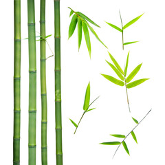 Fototapeta na wymiar bamboo stalks and leaves on white