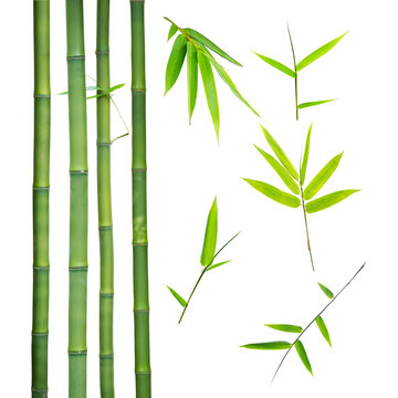 bamboo stalks and leaves on white