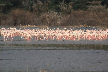 Fototapeta premium Herd of flamingos in Kenya