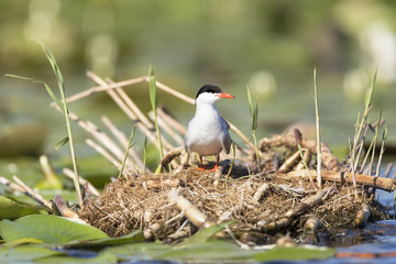 common tern