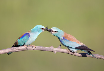 Male bird Breasted rollers feeding female