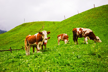 Fototapeta na wymiar A herd of longhorn cows grazing on the alpine meadow on Tirol.