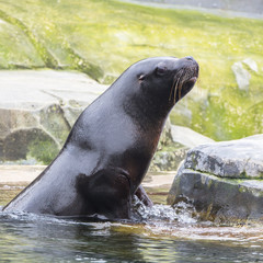 California sea lion, Zalophus californianus 