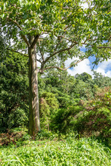 Fototapeta premium Eucalyptus Tree on Dominica