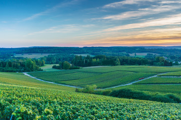 Fototapeta na wymiar Champagne Vineyards at sunset, Montagne de Reims, France