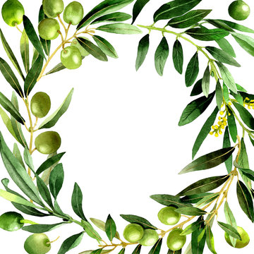 Olive tree frame in a watercolor style isolated.