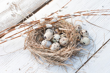 Obraz premium Colorful Easter quail Eggs with willow twigs on the white rustic wooden background in nest