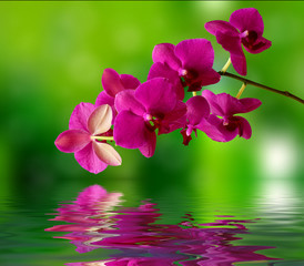 Fototapeta na wymiar Beautiful orchid and water surface