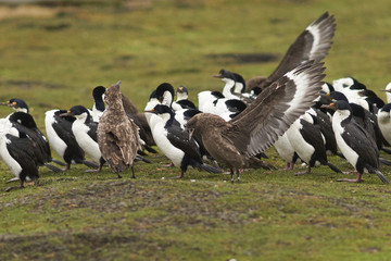 Falkland Skua (Catharacta antarctica) with wings outstretched next to a group of Imperial Shag (Phalacrocorax atriceps albiventer) on Bleaker Island in the Falkland Islands.