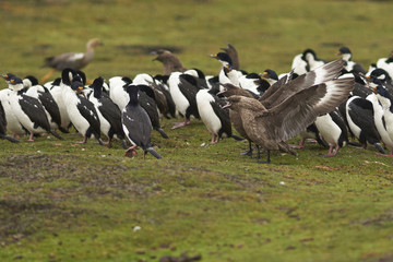 Falkland Skua (Catharacta antarctica) with wings outstretched next to a group of Imperial Shag (Phalacrocorax atriceps albiventer) on Bleaker Island in the Falkland Islands.