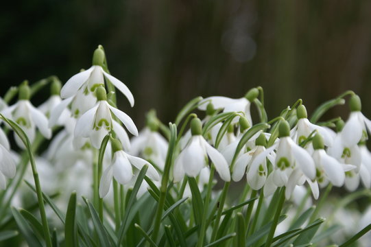 Fototapeta Close up big snowdrop against dark background with copy space