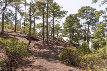 Fototapeta na wymiar Wanderweg im Naturpark Tamadaba in Gran Canaria