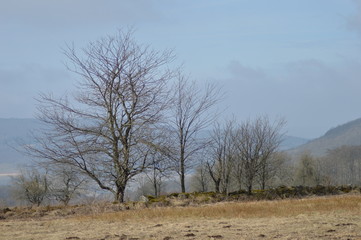 Moor- und Heidelandschaft