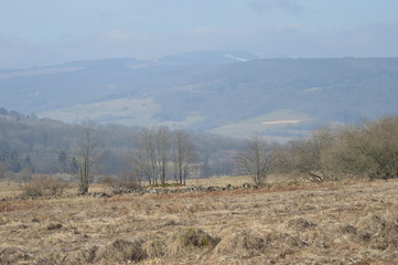 Naklejka premium Moor- und Heidelandschaft