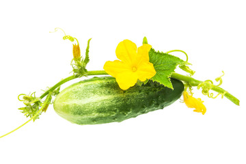 fresh vegetables green cucumbers isolated on white background. blooming cucumbers