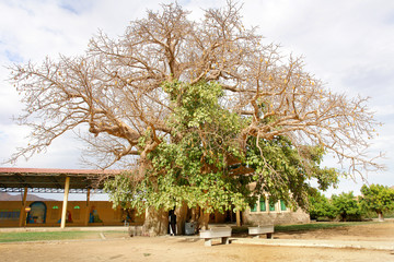 Keren in Eritrea with Shrine of St. Mariam Dearit  inside a trunk of an ancient baobab tree with a statue of the Virgin Mary inside. 
