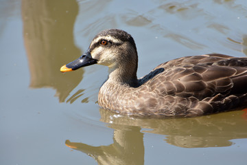 Duck on Water