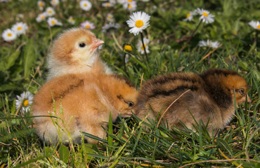 Pulcini in un prato con le margherite