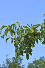 Fototapeta na wymiar The Greek nuts still have not ripened, have original painting.