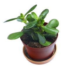 Small money tree (Crassula ovata) in a pot, isolated against white background
