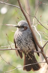 Obraz premium Brown-eared Bulbul (Hypsipetes amaurotis) in Japan - ヒヨドリ