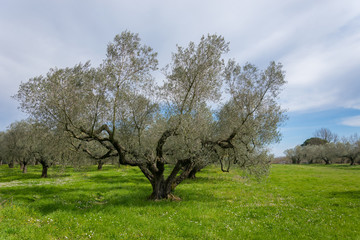 Campo di ulivi