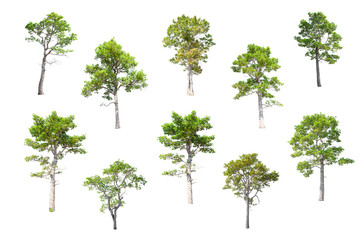 Isolated Trees on white background , The collection of trees.