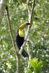 Close up of a toucan in Guatemala, Central America