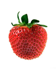 Studio shot of strawberries on white background