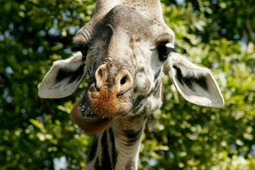 Fototapeta na wymiar Close up of a giraffe in Tanzania, Africa