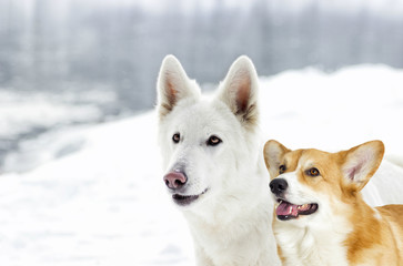 White Swiss shepherd and welsh corgi on a walk