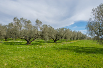 Campo di ulivi