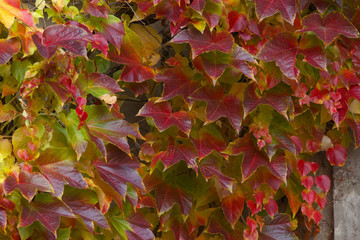 Detailed view of a creeping plant in autumnal colors
