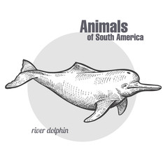 Animals of South America River dolphin.