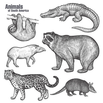 Animals of South America set.