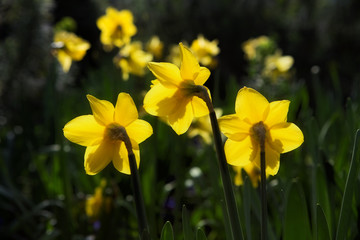Gelbe Narzissen im Garten bei Gegenlicht