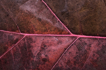 Fototapeta na wymiar Close-up of autumn leaf - studo shot