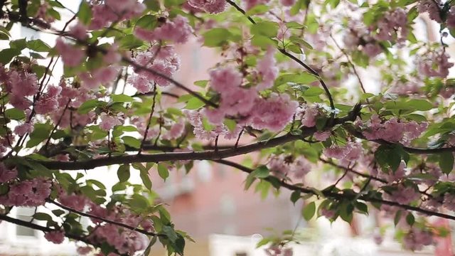 Wind blows green leaves on pink blooming tree