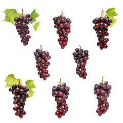 Grapes on white background - close-up