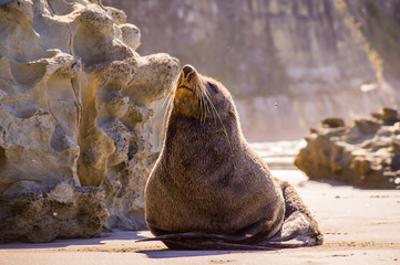 Seal on beach enjoying the sun in New Zealand