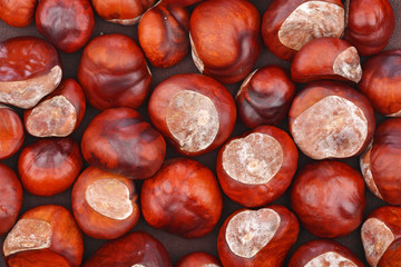 Chestnut on wooden background - studio shot