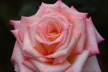 Obraz premium Beautiful Rose flower in the garden