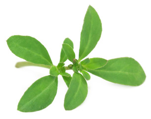 Fototapeta premium Thyme leaves