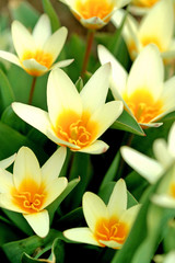 Obraz na płótnie Canvas Yellow daffodils on a white background