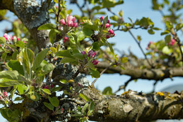 Obraz premium Apfelblüte