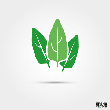 spinach leaves vegetable vector icon